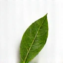 Icono de hoja natural